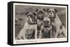 Group of Four Bulldogs Sitting Close Together-null-Framed Stretched Canvas