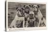 Group of Four Bulldogs Sitting Close Together-null-Stretched Canvas