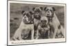 Group of Four Bulldogs Sitting Close Together-null-Mounted Art Print