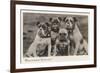 Group of Four Bulldogs Sitting Close Together-null-Framed Art Print