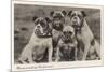 Group of Four Bulldogs Sitting Close Together-null-Mounted Art Print