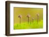 Group of four Mycena toadstools on mossy stump, UK-Ross Hoddinott-Framed Photographic Print