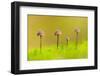 Group of four Mycena toadstools on mossy stump, UK-Ross Hoddinott-Framed Photographic Print