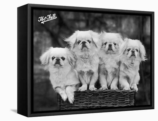 Group of Four "White" Pekingese Puppies in a Basket Owned by Stewart-null-Framed Stretched Canvas