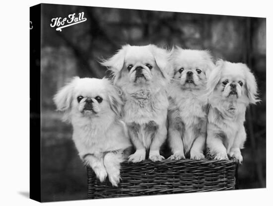 Group of Four "White" Pekingese Puppies in a Basket Owned by Stewart-null-Stretched Canvas