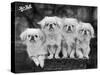 Group of Four "White" Pekingese Puppies in a Basket Owned by Stewart-null-Stretched Canvas