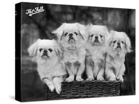 Group of Four "White" Pekingese Puppies in a Basket Owned by Stewart-null-Stretched Canvas