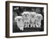 Group of Four "White" Pekingese Puppies in a Basket Owned by Stewart-null-Framed Premium Photographic Print