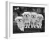 Group of Four "White" Pekingese Puppies in a Basket Owned by Stewart-null-Framed Premium Photographic Print