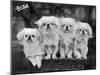 Group of Four "White" Pekingese Puppies in a Basket Owned by Stewart-null-Mounted Premium Photographic Print