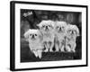 Group of Four "White" Pekingese Puppies in a Basket Owned by Stewart-null-Framed Photographic Print