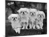 Group of Four "White" Pekingese Puppies in a Basket Owned by Stewart-null-Mounted Photographic Print