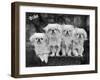 Group of Four "White" Pekingese Puppies in a Basket Owned by Stewart-null-Framed Photographic Print