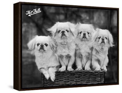 ペキニーズ書籍4冊セット 本 洋書 写真 pekingese PEKINGESE Pekingese. Pekingese Dog Complete Owners Manual. Pekingese