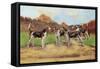 Group of Gascon-Saintongeois Foxhound Crosses-Baron Karl Reille-Framed Stretched Canvas