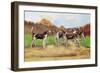 Group of Gascon-Saintongeois Foxhound Crosses-Baron Karl Reille-Framed Art Print