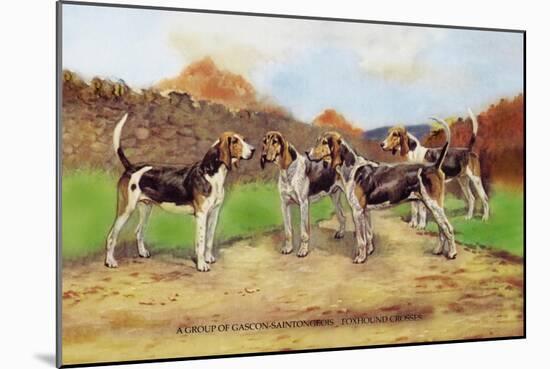 Group of Gascon-Saintongeois Foxhound Crosses-Baron Karl Reille-Mounted Art Print