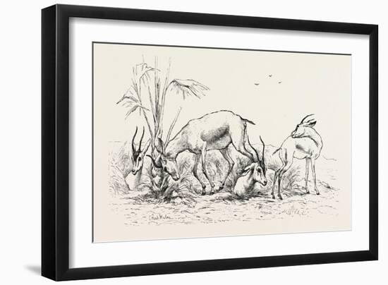 Group of Gazelles. Egypt, 1879-null-Framed Giclee Print