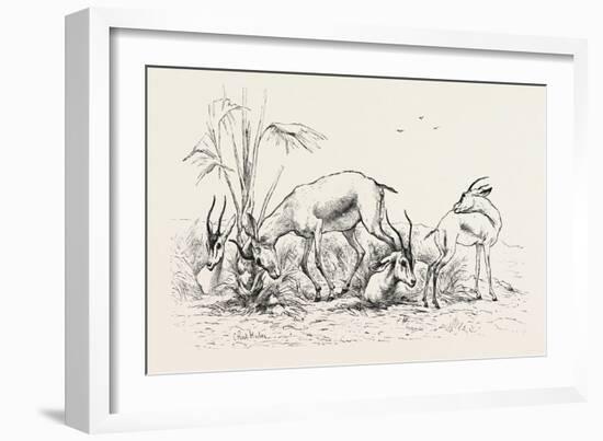 Group of Gazelles. Egypt, 1879-null-Framed Giclee Print