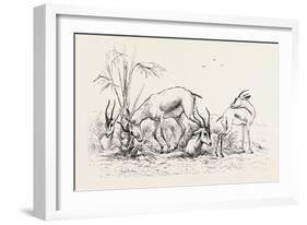 Group of Gazelles. Egypt, 1879-null-Framed Giclee Print