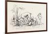 Group of Gazelles. Egypt, 1879-null-Framed Giclee Print