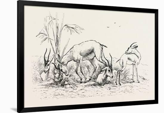 Group of Gazelles. Egypt, 1879-null-Framed Giclee Print