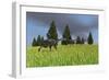 Group of Gigantoraptors Running across an Open Field-null-Framed Art Print