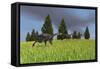 Group of Gigantoraptors Running across an Open Field-null-Framed Stretched Canvas