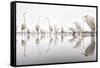 Group of Great Egrets (Ardea Alba) Reflected in Still Water-Bence Mate-Framed Stretched Canvas