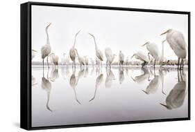 Group of Great Egrets (Ardea Alba) Reflected in Still Water-Bence Mate-Framed Stretched Canvas