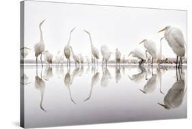 Group of Great Egrets (Ardea Alba) Reflected in Still Water-Bence Mate-Stretched Canvas