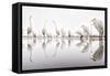 Group of Great Egrets (Ardea Alba) Reflected in Still Water-Bence Mate-Framed Stretched Canvas