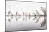 Group of Great Egrets (Ardea Alba) Reflected in Still Water-Bence Mate-Mounted Photographic Print