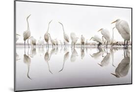 Group of Great Egrets (Ardea Alba) Reflected in Still Water-Bence Mate-Mounted Photographic Print