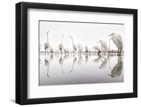 Group of Great Egrets (Ardea Alba) Reflected in Still Water-Bence Mate-Framed Photographic Print