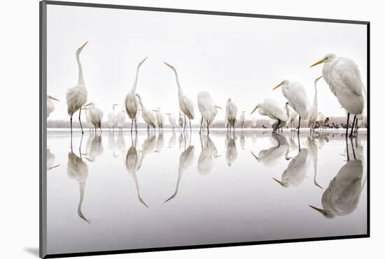 Group of Great Egrets (Ardea Alba) Reflected in Still Water-Bence Mate-Mounted Photographic Print