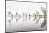 Group of Great Egrets (Ardea Alba) Reflected in Still Water-Bence Mate-Mounted Photographic Print