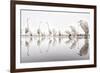 Group of Great Egrets (Ardea Alba) Reflected in Still Water-Bence Mate-Framed Photographic Print