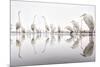 Group of Great Egrets (Ardea Alba) Reflected in Still Water-Bence Mate-Mounted Photographic Print