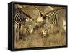 Group of Grevy's Zebra Grazing, Samburu National Reserve, Kenya, East Africa, Africa-James Hager-Framed Stretched Canvas