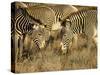 Group of Grevy's Zebra Grazing, Samburu National Reserve, Kenya, East Africa, Africa-James Hager-Stretched Canvas