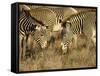 Group of Grevy's Zebra Grazing, Samburu National Reserve, Kenya, East Africa, Africa-James Hager-Framed Stretched Canvas