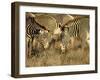 Group of Grevy's Zebra Grazing, Samburu National Reserve, Kenya, East Africa, Africa-James Hager-Framed Photographic Print