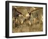 Group of Grevy's Zebra Grazing, Samburu National Reserve, Kenya, East Africa, Africa-James Hager-Framed Photographic Print