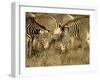 Group of Grevy's Zebra Grazing, Samburu National Reserve, Kenya, East Africa, Africa-James Hager-Framed Photographic Print