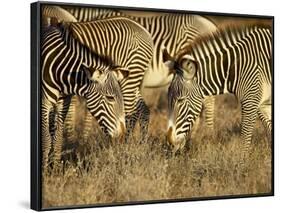 Group of Grevy's Zebra Grazing, Samburu National Reserve, Kenya, East Africa, Africa-James Hager-Framed Photographic Print