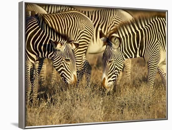 Group of Grevy's Zebra Grazing, Samburu National Reserve, Kenya, East Africa, Africa-James Hager-Framed Photographic Print