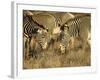 Group of Grevy's Zebra Grazing, Samburu National Reserve, Kenya, East Africa, Africa-James Hager-Framed Photographic Print