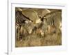 Group of Grevy's Zebra Grazing, Samburu National Reserve, Kenya, East Africa, Africa-James Hager-Framed Photographic Print