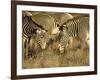 Group of Grevy's Zebra Grazing, Samburu National Reserve, Kenya, East Africa, Africa-James Hager-Framed Photographic Print